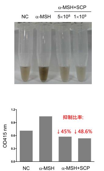 景岳副干酪乳桿菌SCP抑制皮膚黑色素實驗