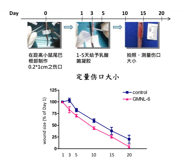 景岳GMNL-6促進膠原蛋白增生及加快傷口愈合